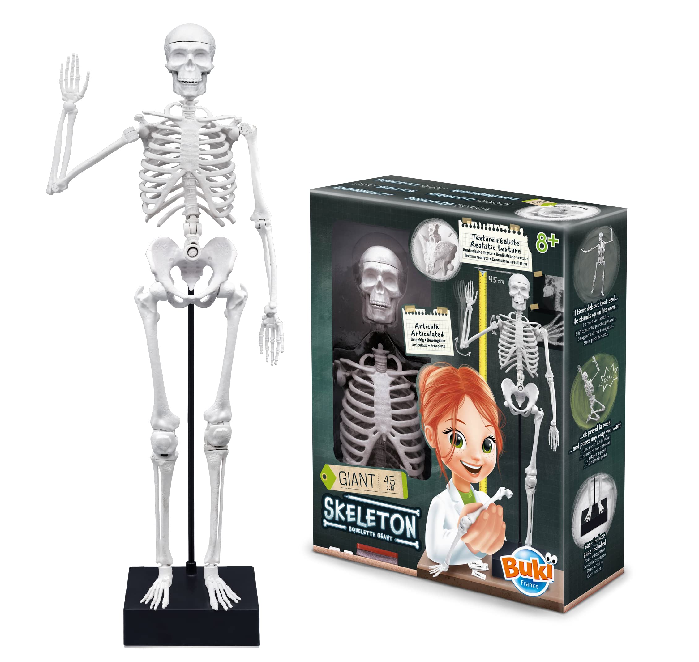 buki-2180-squelette-45-cm-articul-anatomie-d-s-8-ans image 2