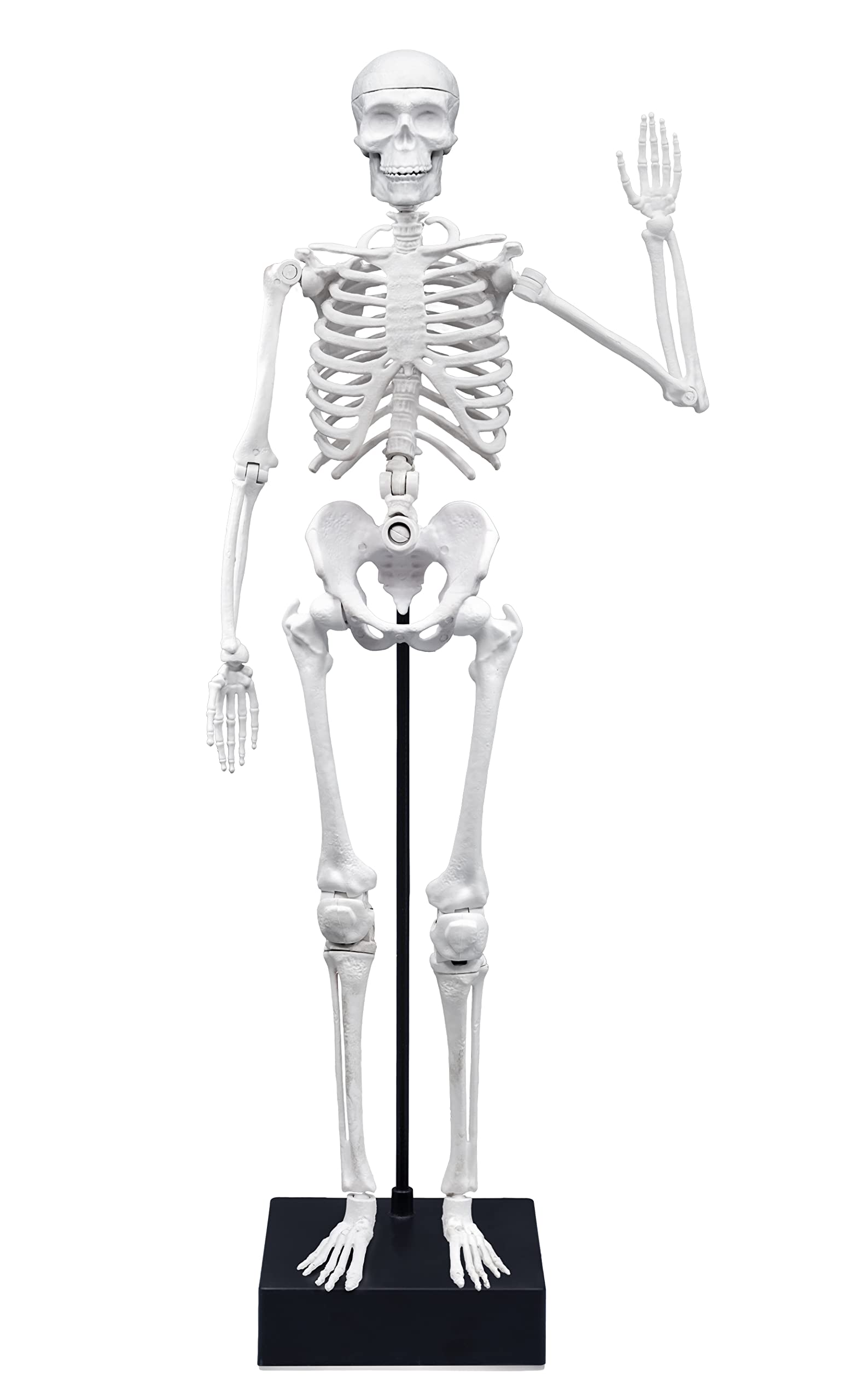 buki-2180-squelette-45-cm-articul-anatomie-d-s-8-ans image 4