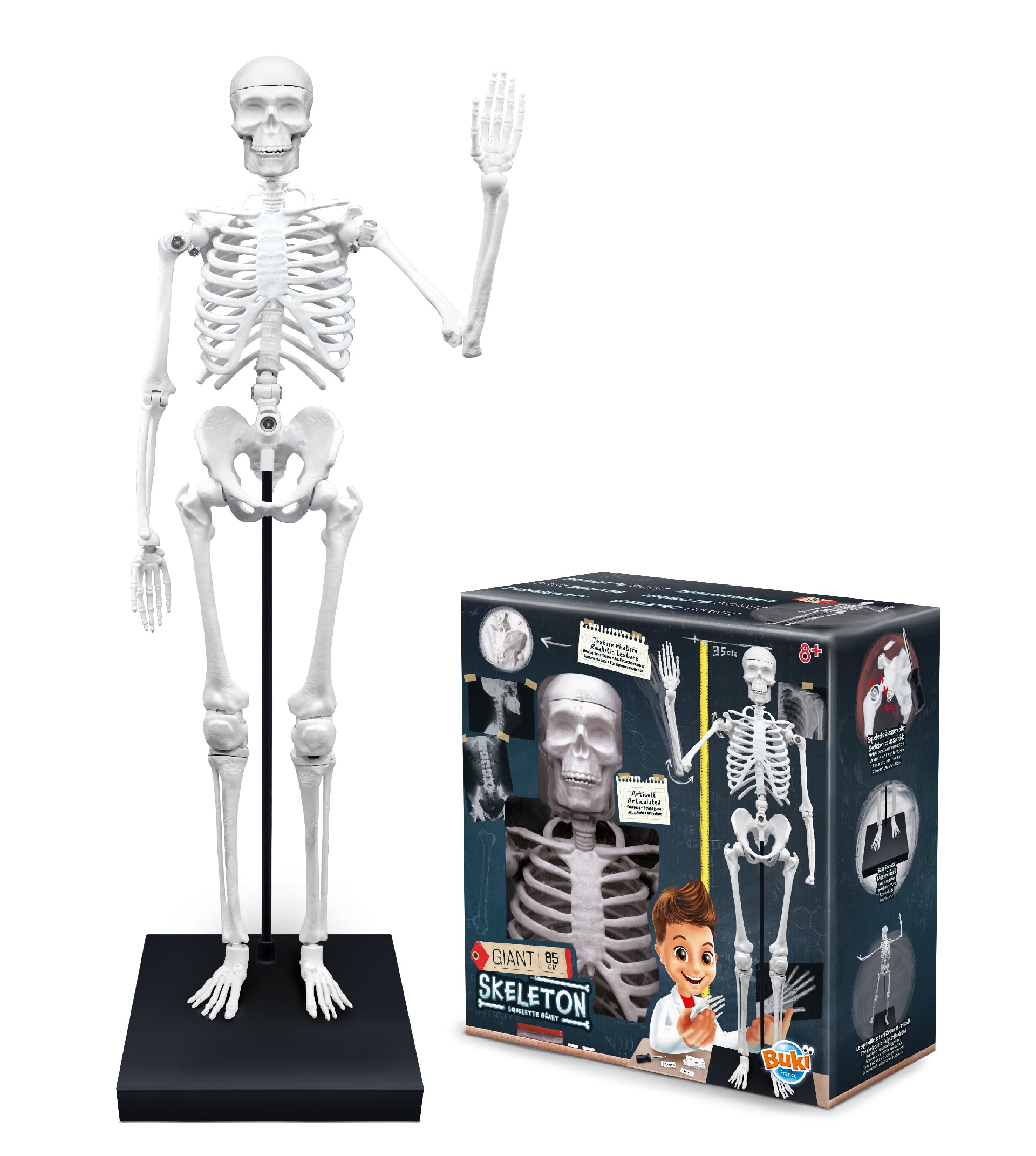 buki-2181-squelette-g-ant-85-cm-articul-anatomie-8-ans image 3