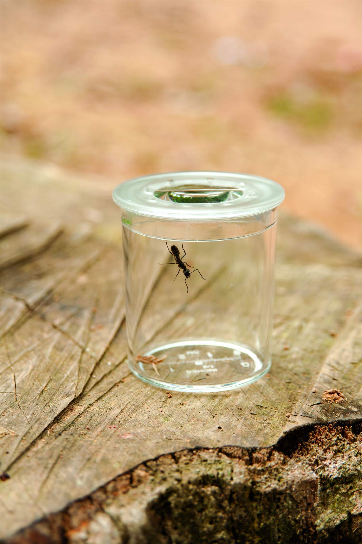 buki-nature-bl033-explorateur-insectes-kit-5-accessoires image 2