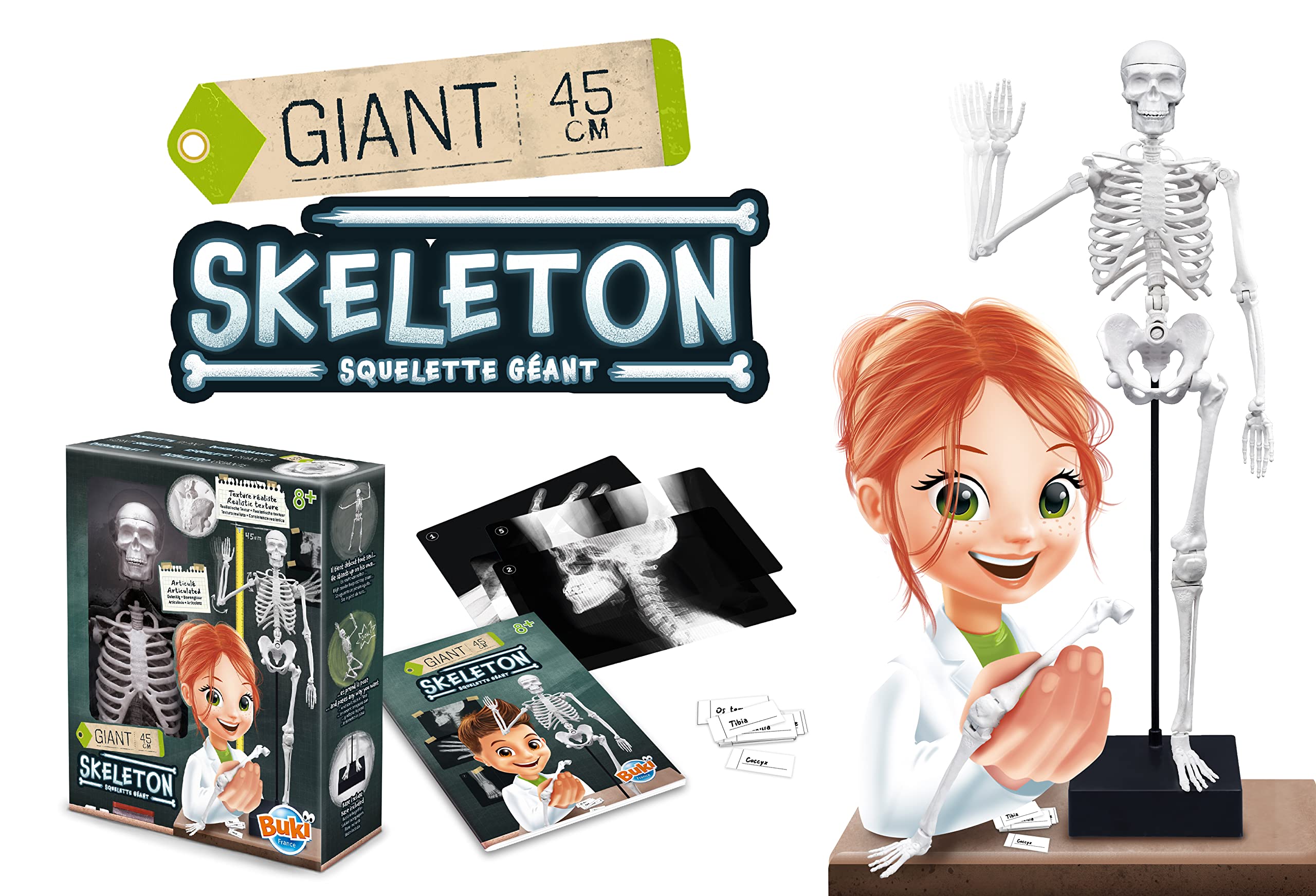 buki-2180-squelette-45-cm-articul-anatomie-d-s-8-ans image 6