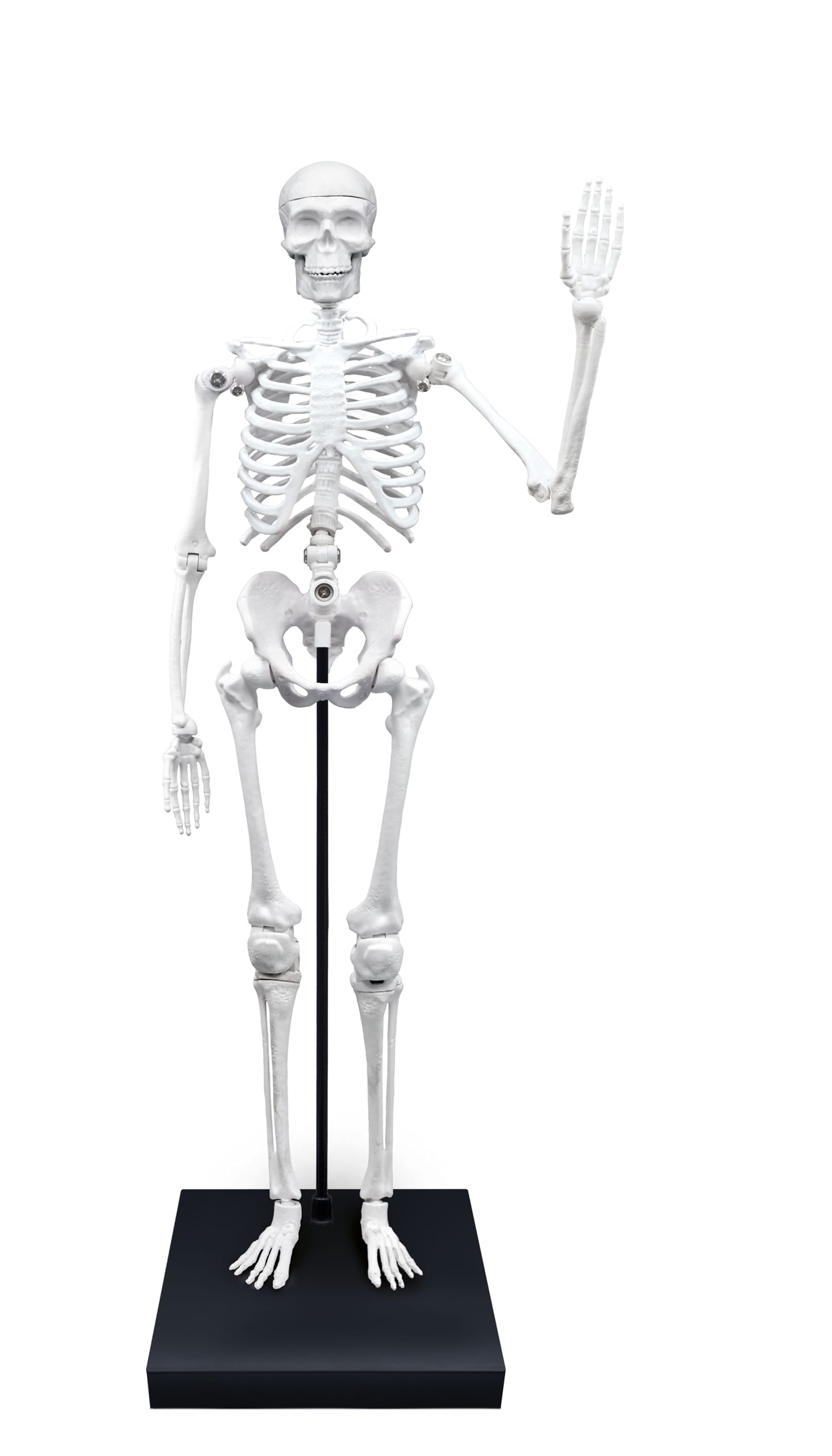 buki-2181-squelette-g-ant-85-cm-articul-anatomie-8-ans image 5
