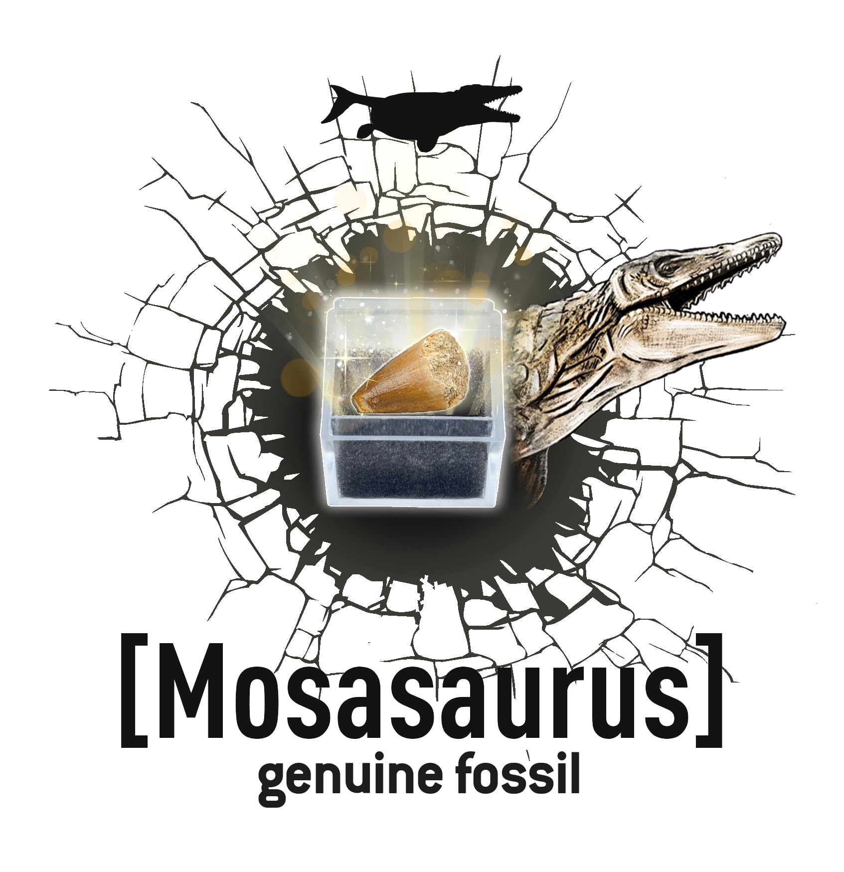 buki-science-dino-dig-t-rex-kit-fouille-dinosaure-20-cm image 6