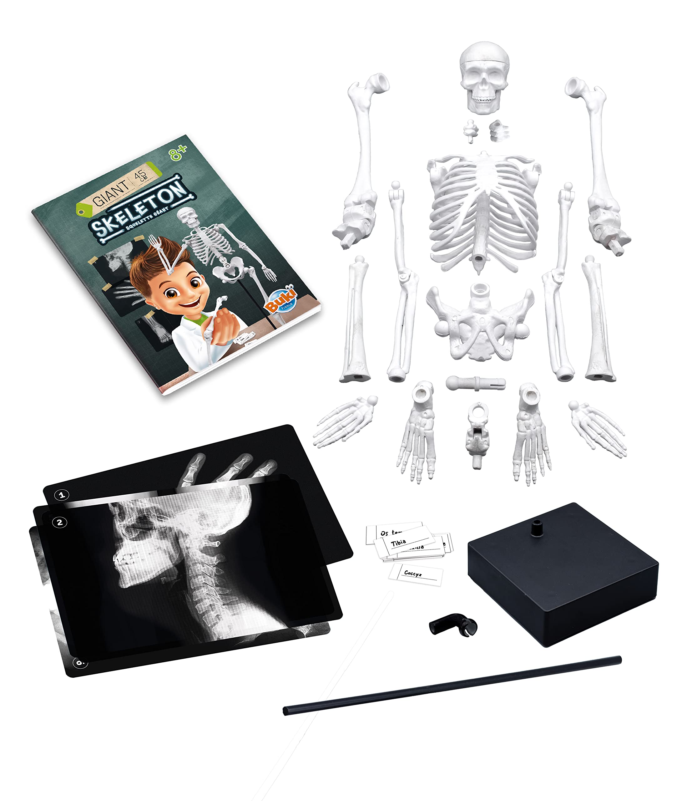 buki-2180-squelette-45-cm-articul-anatomie-d-s-8-ans image 3