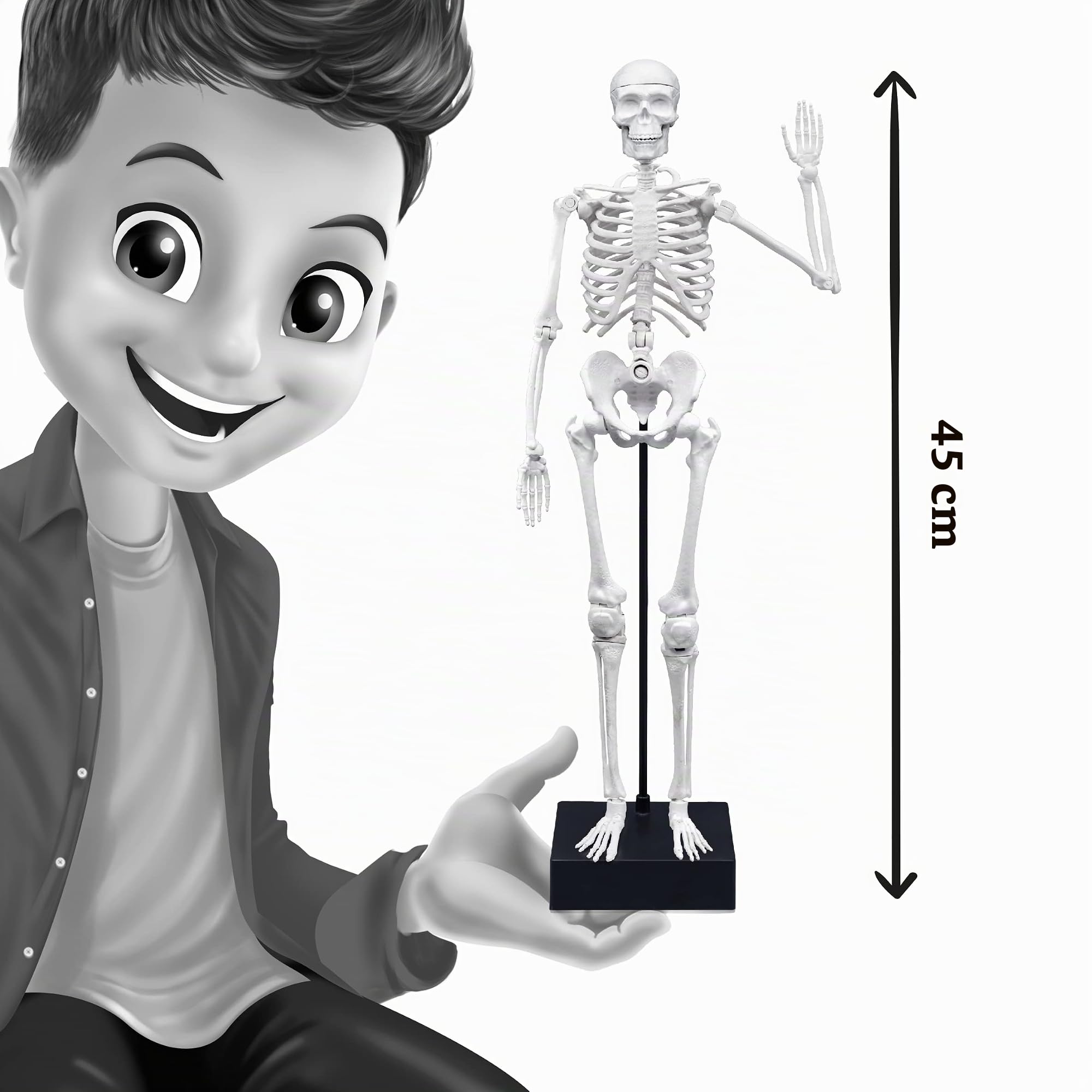 buki-2180-squelette-45-cm-articul-anatomie-d-s-8-ans image 7