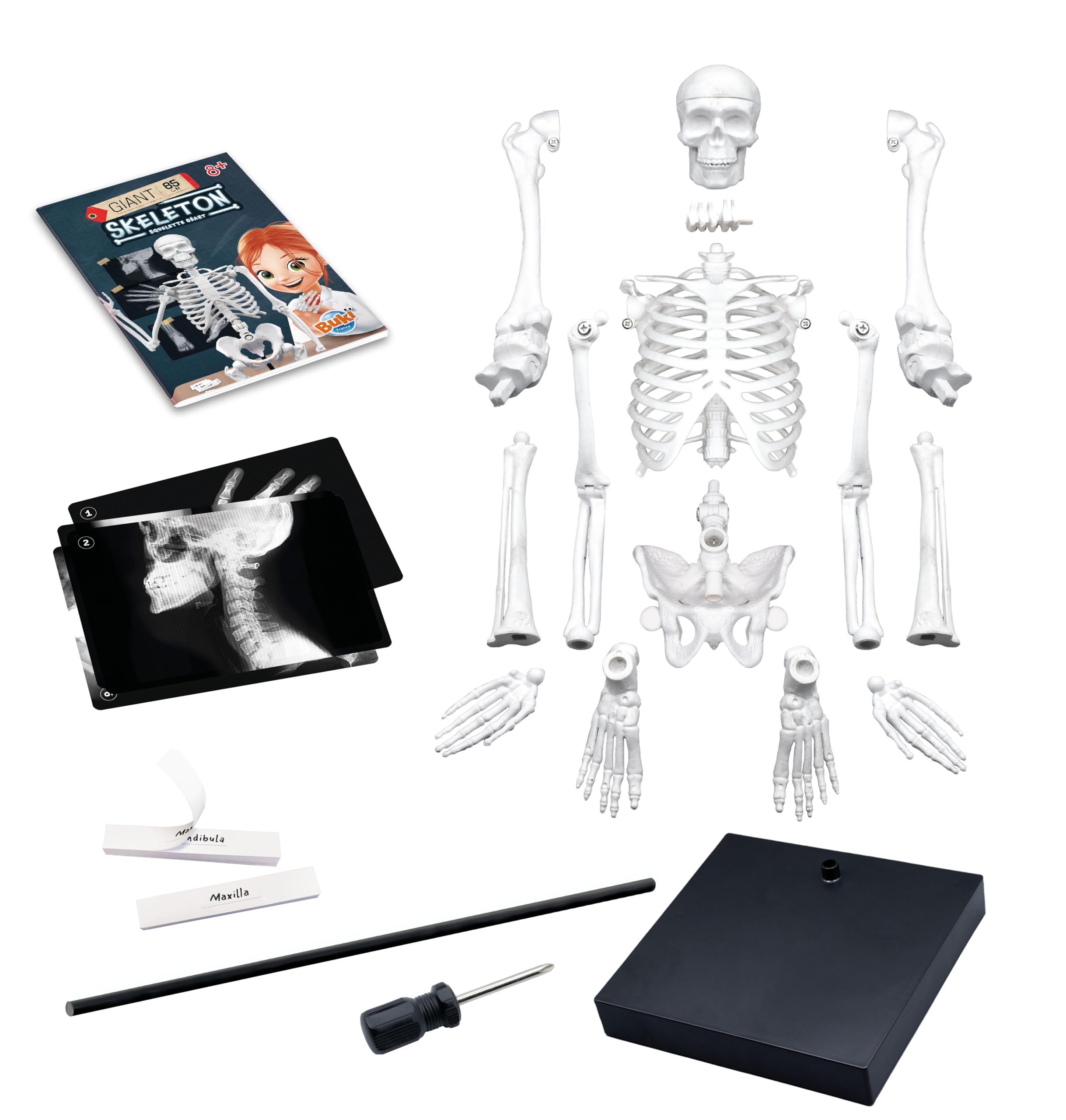 buki-2181-squelette-g-ant-85-cm-articul-anatomie-8-ans image 4