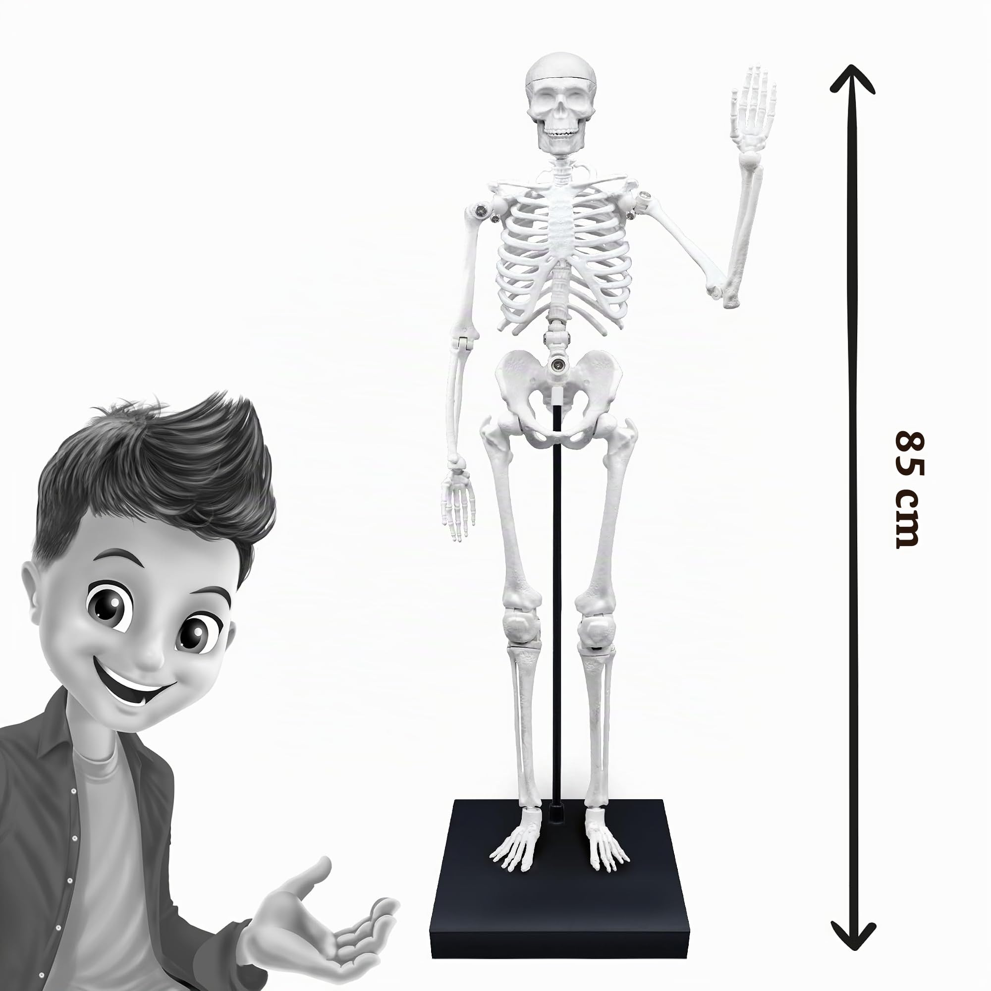buki-2181-squelette-g-ant-85-cm-articul-anatomie-8-ans image 8