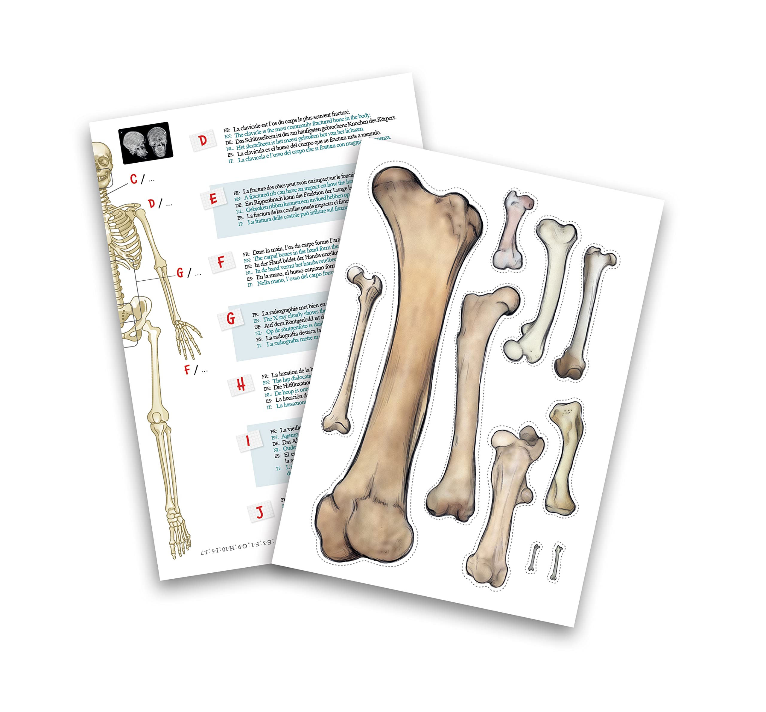 buki-2181-squelette-g-ant-85-cm-articul-anatomie-8-ans image 6