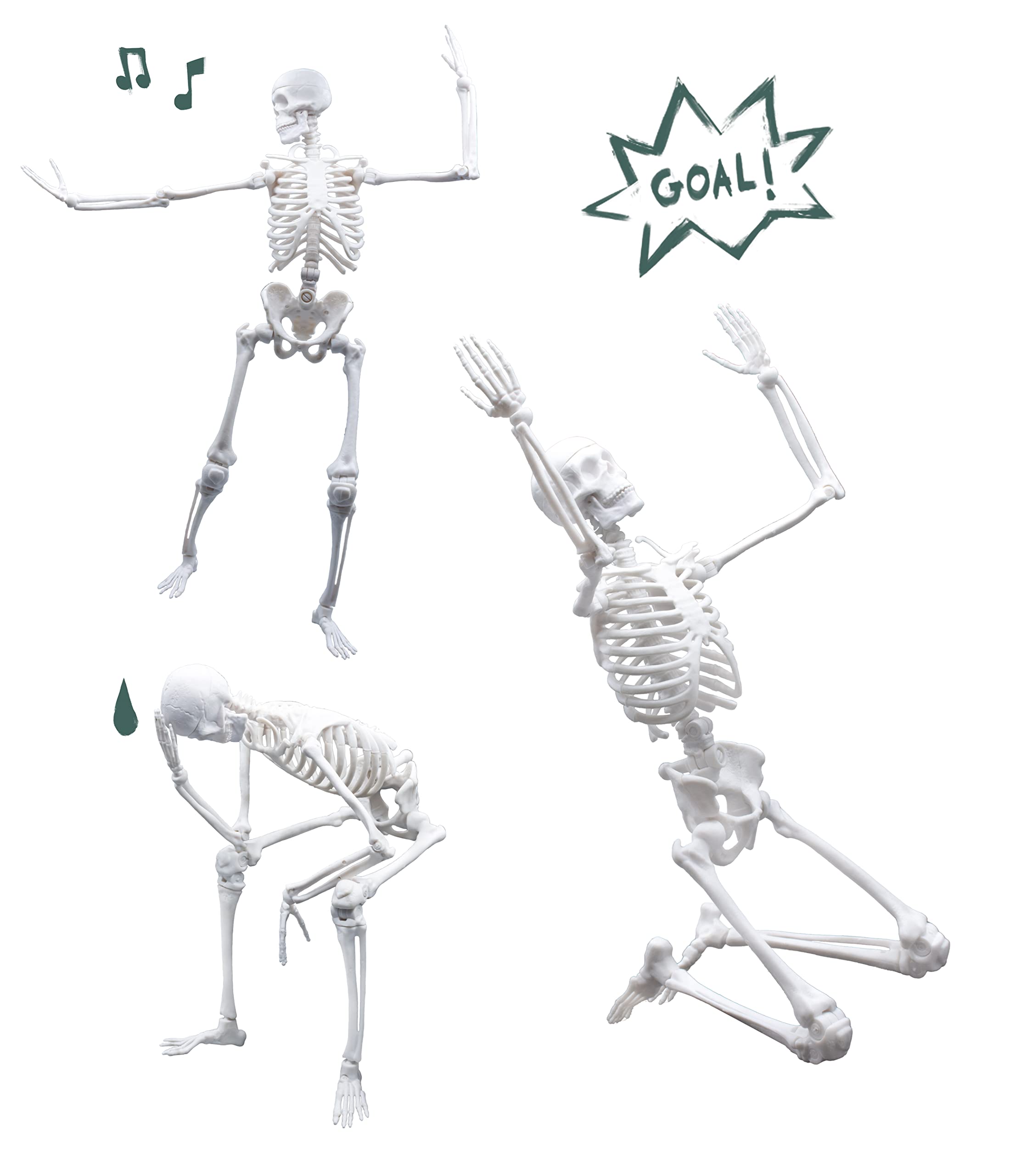 buki-2180-squelette-45-cm-articul-anatomie-d-s-8-ans image 5